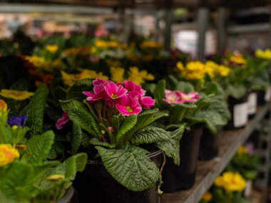 Bahçe dükkanındaki bir rafta saksıda saksıda duran çiçeklere odaklan..