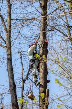 Elektrik işçisi dalları budamak için ağaca tırmanır..