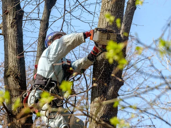 Seorang pekerja dalam helm di bagian atas pohon memotong cabang dengan gergaji mesin. — Stok Foto