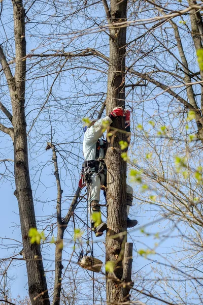 Elektrik işçisi dalları budamak için ağaca tırmanır..