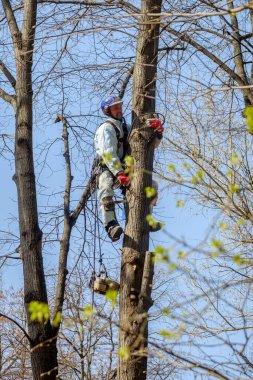 Elektrik işçisi dalları budamak için ağaca tırmanır..
