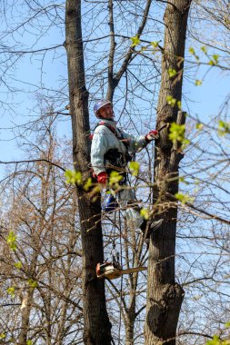 Elektrik işçisi dalları budamak için ağaca tırmanır..