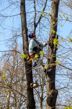 Elektrik işçisi dalları budamak için ağaca tırmanır..