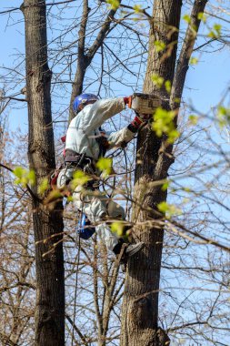 Ağacın tepesinde miğfer takan bir işçi elektrikli testereyle bir dal keser..