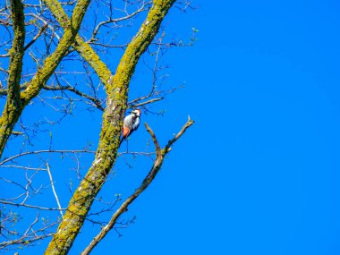 Ağaçkakan kuru bir ağaç gövdesinde güneşli bir günde mavi gökyüzüne karşı.