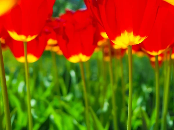 Imagen desenfocada de los brotes de tulipanes rojos en flor sobre un fondo verde. — Foto de Stock