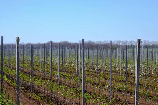 Muchas plántulas jóvenes de manzanos florecientes en una plantación moderna en primavera. Sector agrario. — Foto de Stock