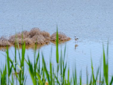 Yapışkan bacaklarda dizüstü bilgisayarlar güneşli bir günde sığ sularda yiyecek arar.