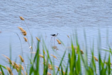 Güneşli bir günde sığ sularda yiyecek arayan yapışkan bacaklar üzerinde kanat çırpıyor..