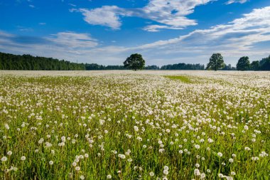 Güneşli bir yaz gününde tarlada sayısız tüylü karahindiba.