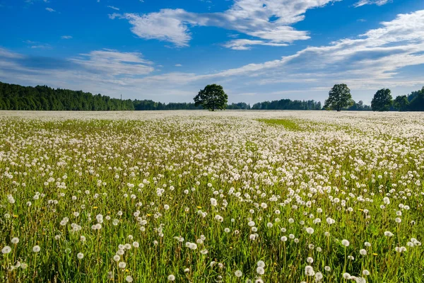 Countless white fluffy dandelions on the field on a sunny summer day. — Stock Photo, Image