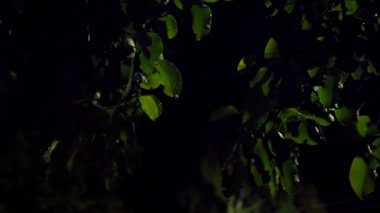 Fırtınalı bir yaz gecesinde ağaç yaprakları. Şimşek çakması.