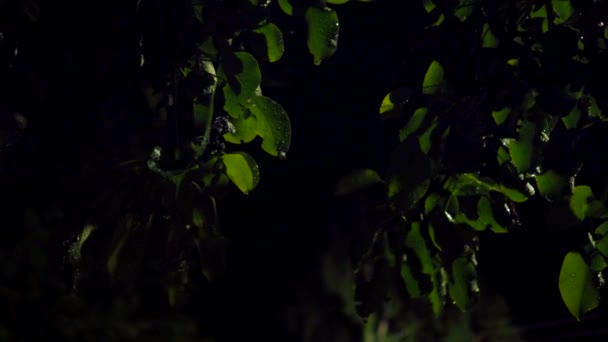 Hojas de árboles en una noche de verano durante una tormenta. Relámpago de relámpagos. — Vídeo de stock