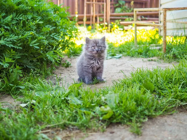 Маленький сірий пухнастий кошеня сидить на землі на фоні зеленої трави — стокове фото