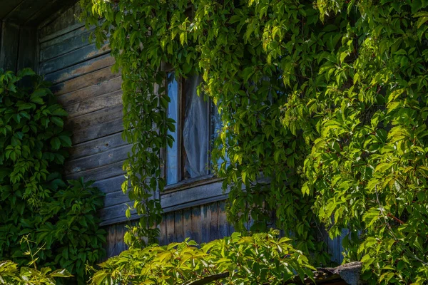 Divoké hrozny běda fasádě starého opuštěného domu — Stock fotografie