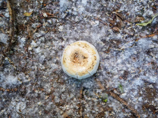Vadon termő gomba a földön, nyárfa pelyhekkel borítva — Stock Fotó