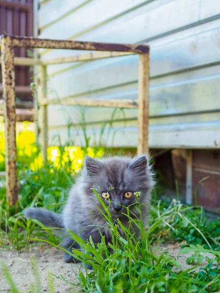 Маленький серый пушистый котенок сидит на земле на фоне зеленой травы — стоковое фото