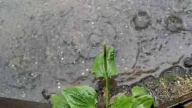 Şiddetli yağmurda gri asfalt üzerinde yeşil muz yaprakları.