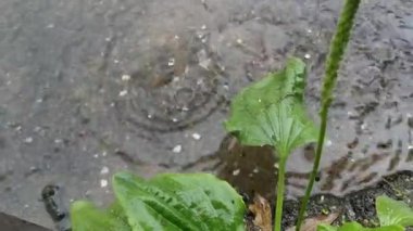 Şiddetli yağmurda gri asfalt üzerinde yeşil muz yaprakları.