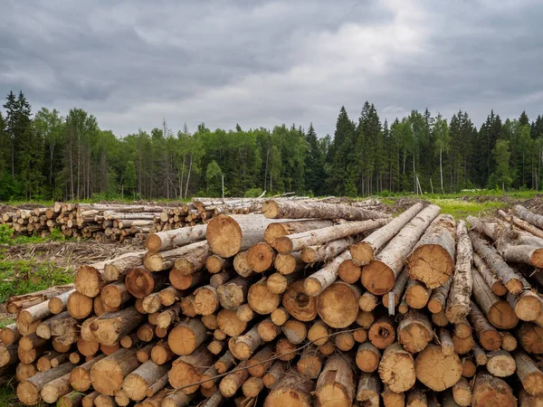 Sawed trees lie in a large pile on the background of the forest — Stock Photo, Image