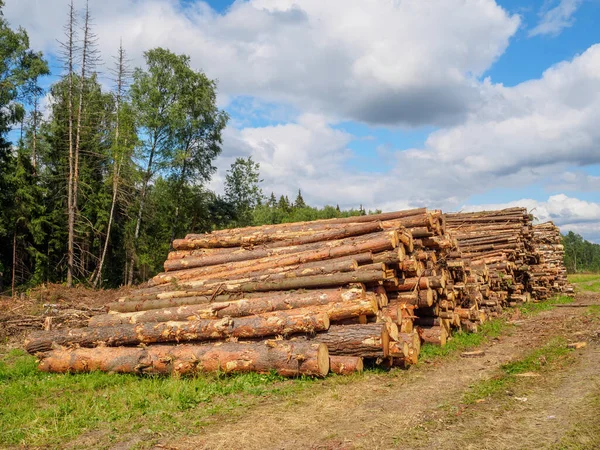 Sawed tree trunks lie in a large pile near the forest in summer — Stock Photo, Image