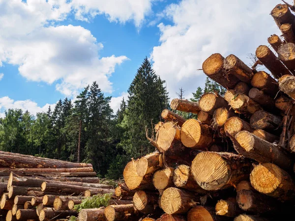 Sawed tree trunks lie in a large pile near the forest in summer — Stock Photo, Image