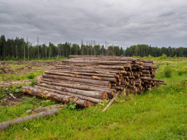 Testereli ağaçlar ormanın arka planında büyük bir yığın halinde uzanır.