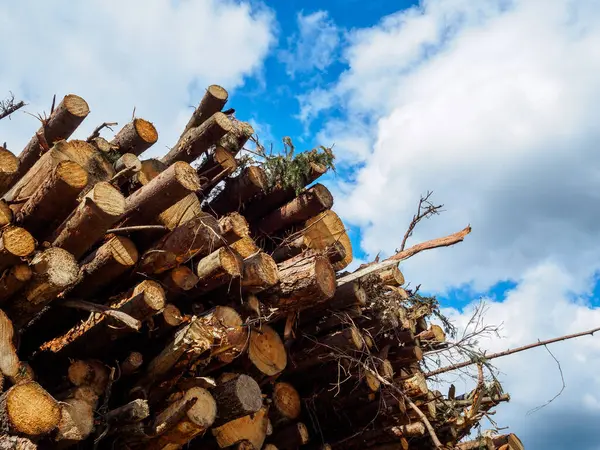 Sawed tree trunks against the blue sky — Stock Photo, Image