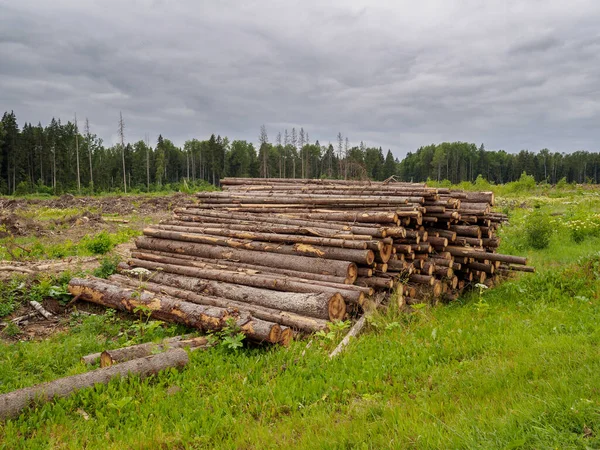 Sawed trees lie in a large pile on the background of the forest — Stock Photo, Image