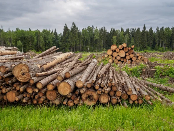 Sawed trees lie in a large pile on the background of the forest — Stock Photo, Image