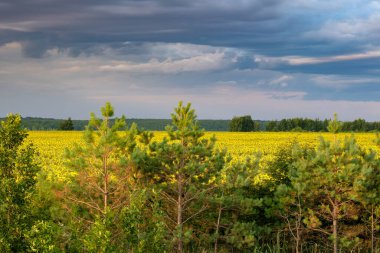 Bir yaz günü sarı ayçiçeği tarlasının arka planında çam ağaçları.
