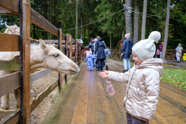 Seorang gadis anak kecil membelai seekor foal, menjulurkan kepalanya keluar dari balik pagar. — Stok Foto