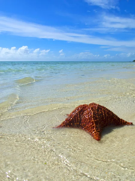 Starfish na praia tropical Imagem De Stock