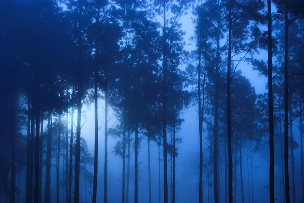 Bosque azul espeluznante — Foto de Stock