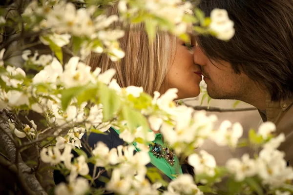 Pareja besándose detrás de flores de cornejo — Foto de Stock