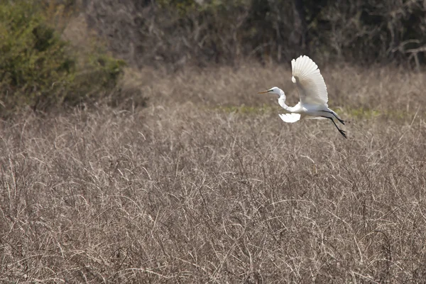 Grande aigrette en vol — Photo