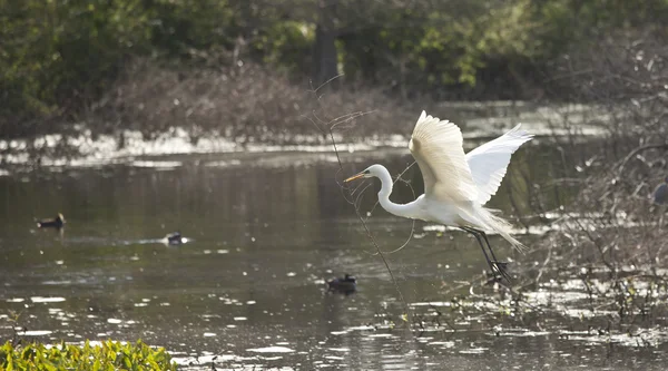 Egret nevoso in volo — Foto Stock