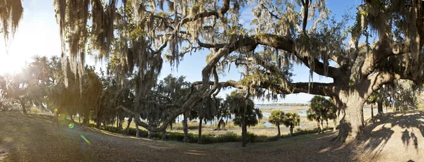 Panorama of live oak and coast — Stock Photo, Image