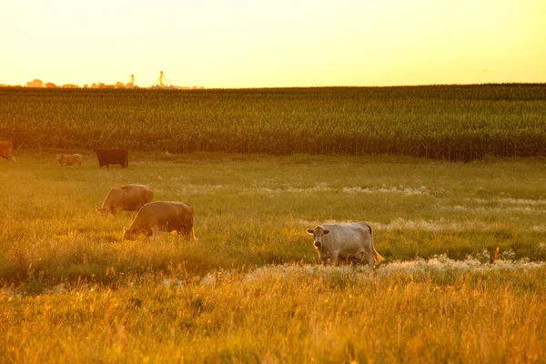 Bovins laitiers à la ferme avec du maïs — Photo