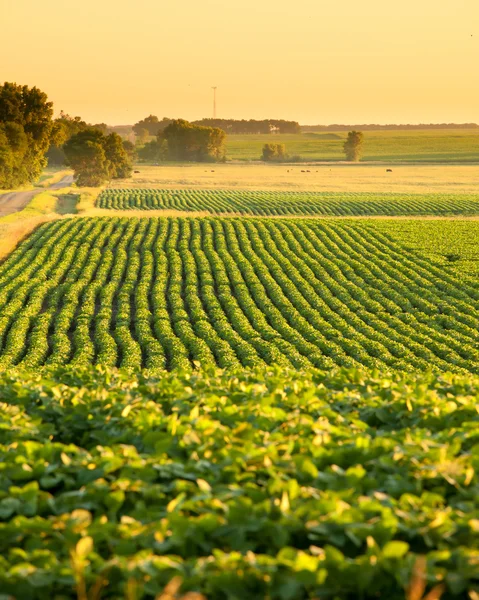 Soja veld in south dakota — Stockfoto