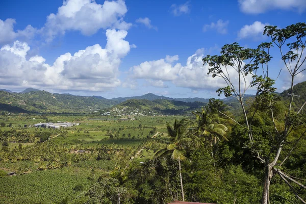Bananplantager i St Lucia — Stockfoto