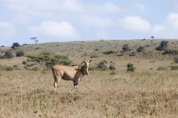 Afryki eland — Zdjęcie stockowe