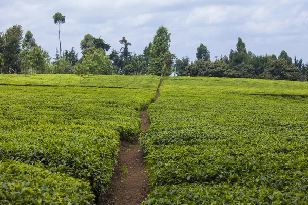 Plantação de chá africano — Fotografia de Stock
