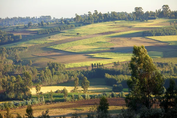 Farms in Ethiopia — Stock Photo, Image