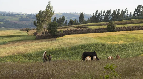Фермер и крупный рогатый скот в Эфиопии — стоковое фото