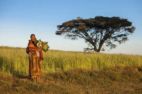 Ethiopian woman and acacia tree — Stock Photo, Image