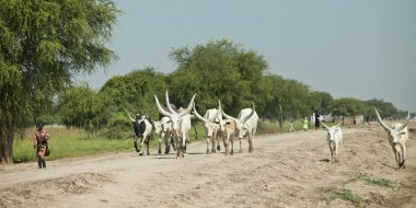 Güney Sudan'da herding sığır