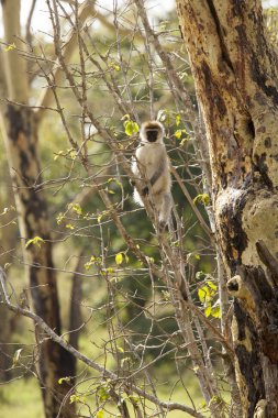 vahşi vervet maymun