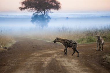 Hyenas before dawn clipart