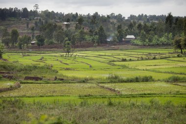 pirinç tarlaları Kenya